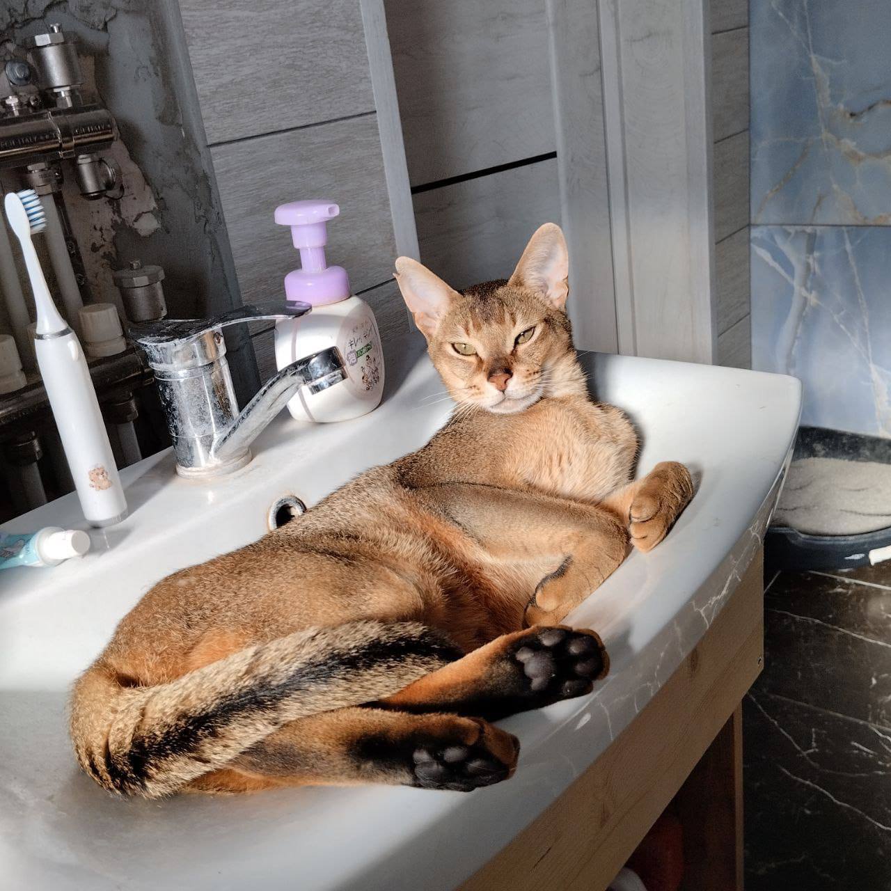 Абиссинец Сима ищет дом - Животные в Химки